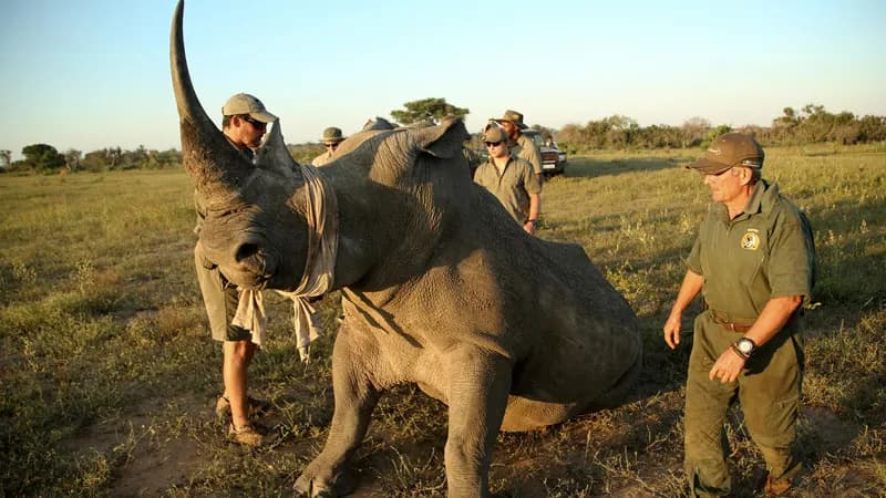 Rhino conservation activity at &Beyond Phinda Vlei Lodge