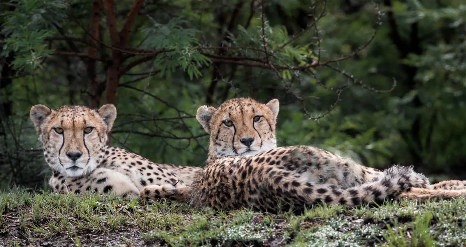 Cheetah Ridge lodge banner