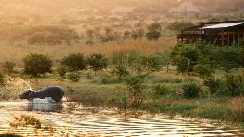 Hippo wildlife viewing at Cheetah Ridge