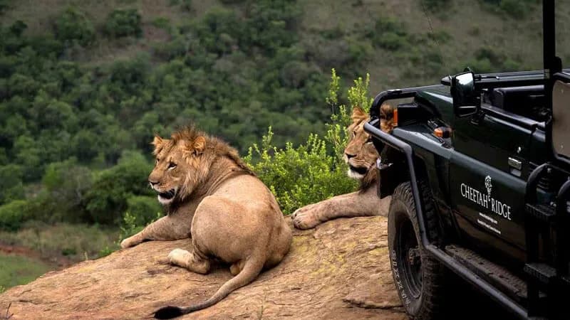 Lions at Cheetah Ridge lodge