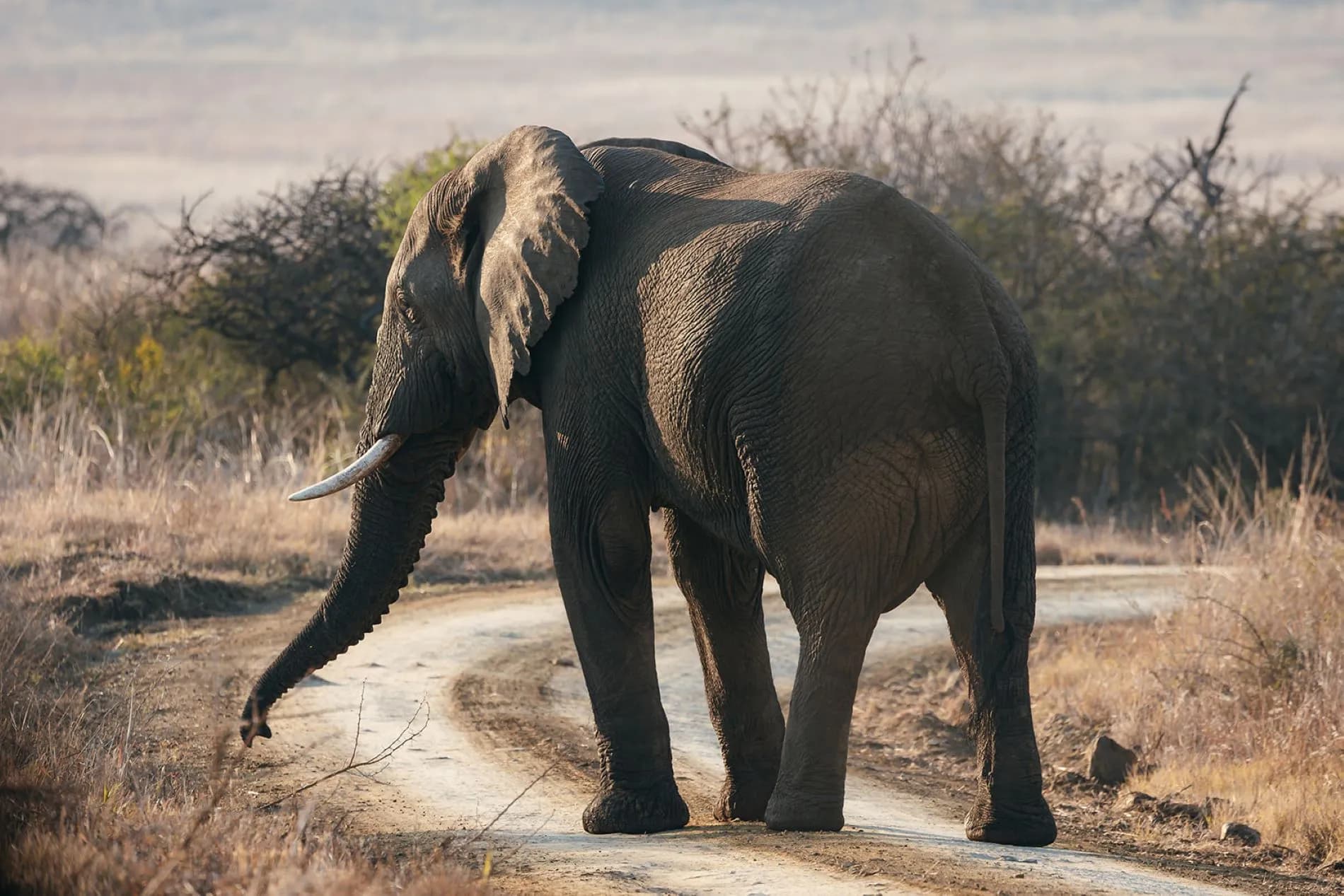 Elephant Rock Private Safari Lodge banner