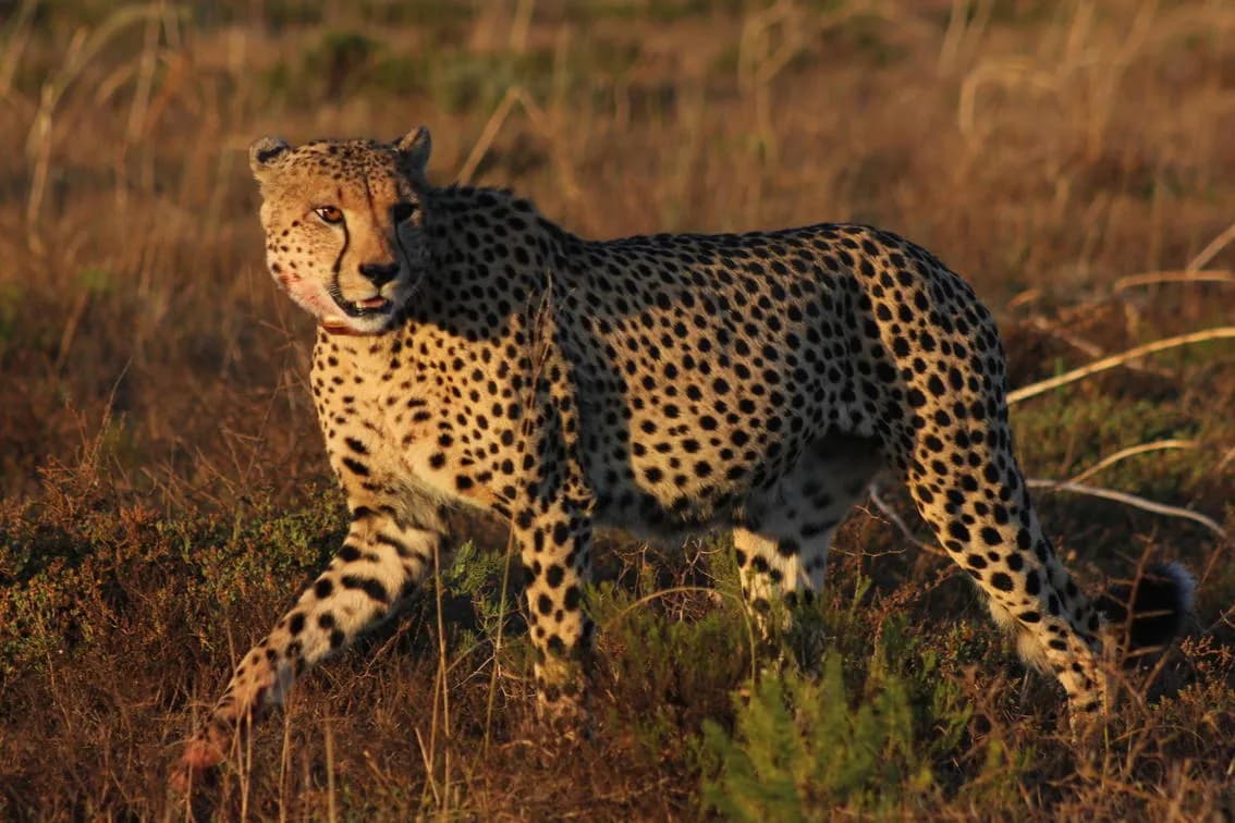 Wildlife at Hlosi Game Lodge in Amakhala Game Reserve