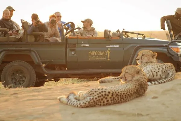 Game drive at Impodimo Game Lodge