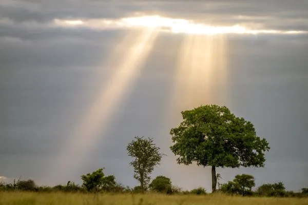 Kruger Untamed Satara Plains Camp promotional image