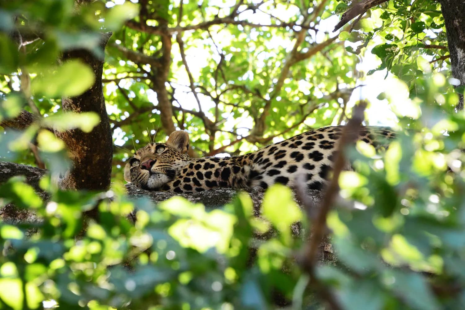 Leopard wildlife at Londolozi safari