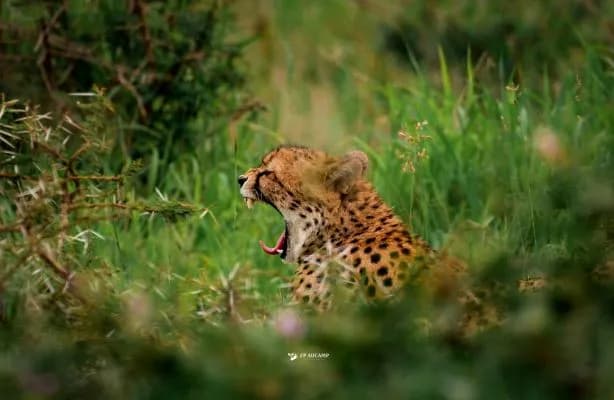 Mkhuze Trails Camp wildlife