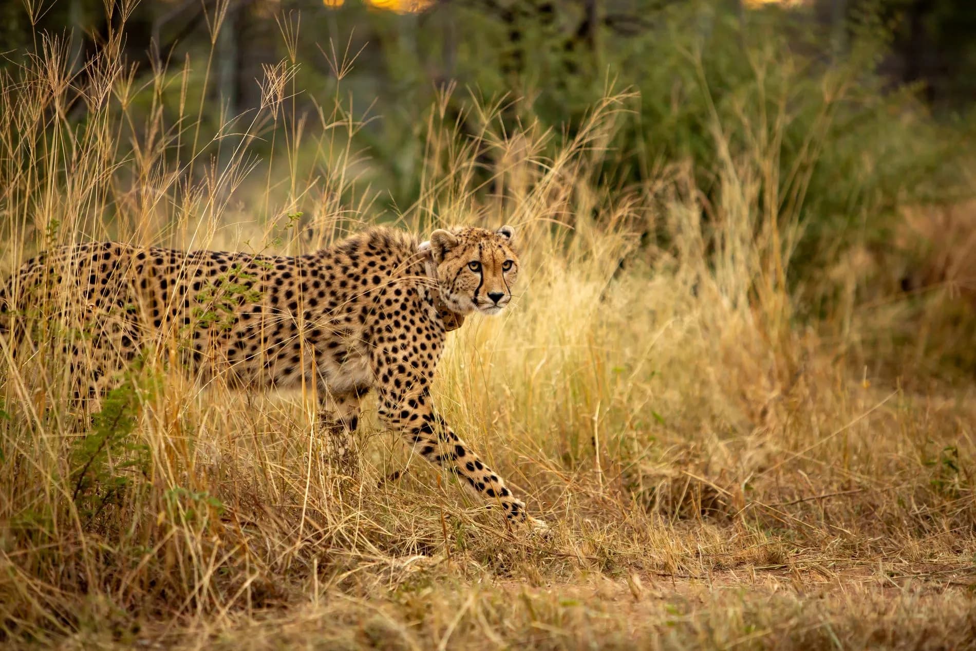 Mziki Safari Lodge banner