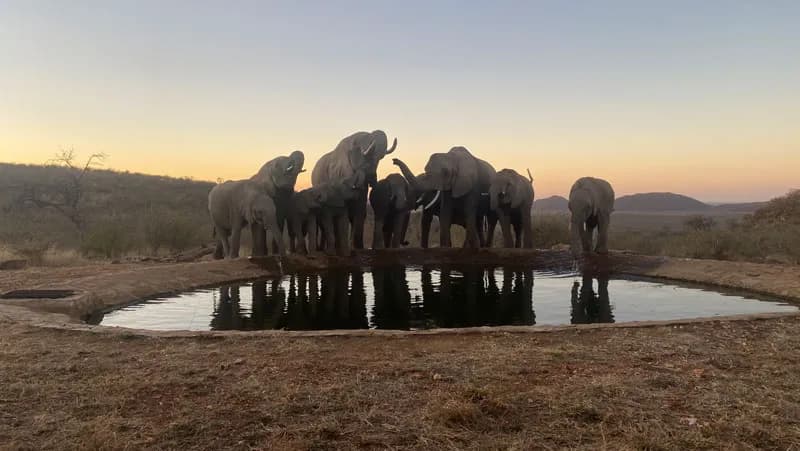 Wildlife at Rockfig Lodge Madikwe