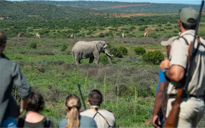 Shamwari Bayethe Tented Lodge game drive