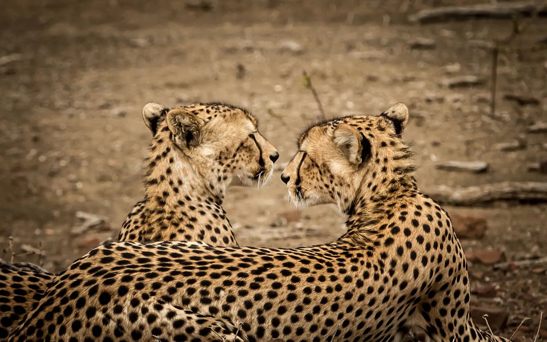 Singita Lebombo luxury lodge with African views