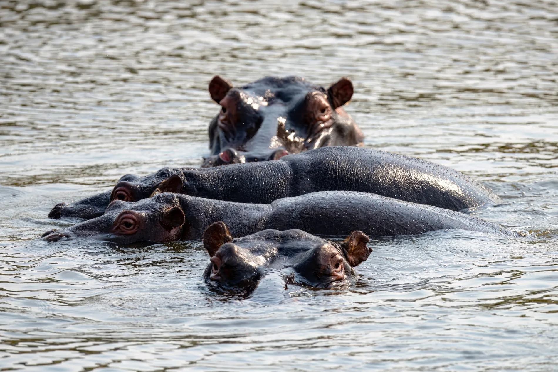 Babanango Game Reserve wildlife hippos