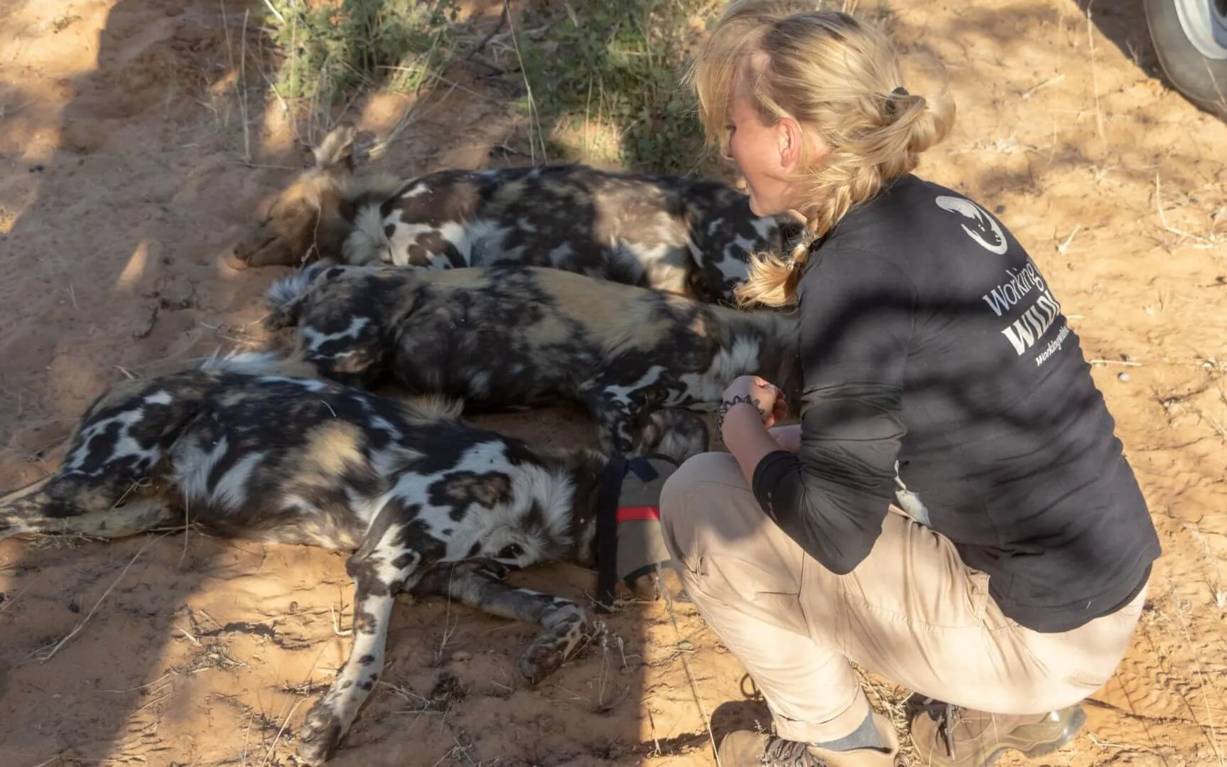 Wild dogs at Working with WILDLIFE